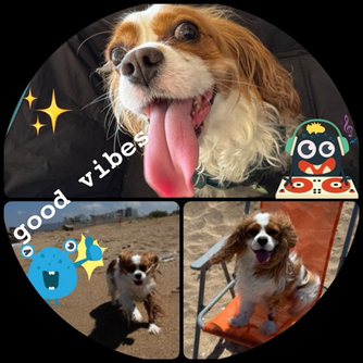 דוגמה לקולאז' תמונות מרובע שיוצא מ-Zuli Collage